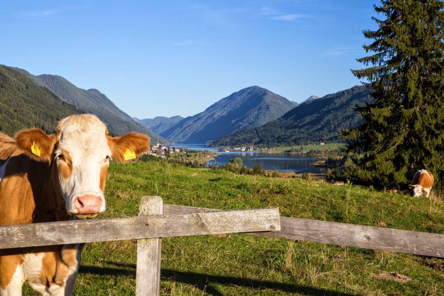 Kühe mit dem Weissensee im Hintergrund